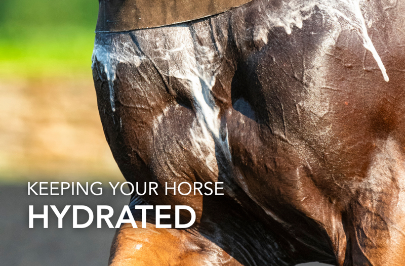 Keeping Your Horse Hydrated | Equine Science Matters™